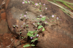 Euphorbia longistyla